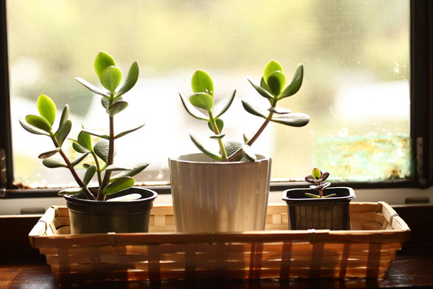 money tree pot plants closeup photo on windowsill - Photo, Image