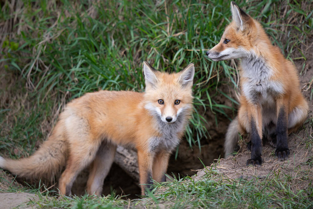 Trousses de renard roux dans la nature sauvage canadienne - Photo, image