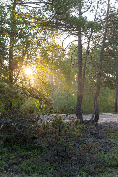Scenic beautiful photo of russian nature: sun shining through trees in forest - Фото, зображення