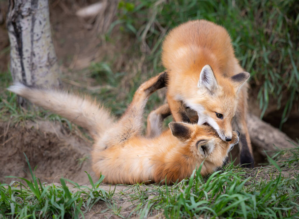 Red fox kits in the wild - Foto, afbeelding