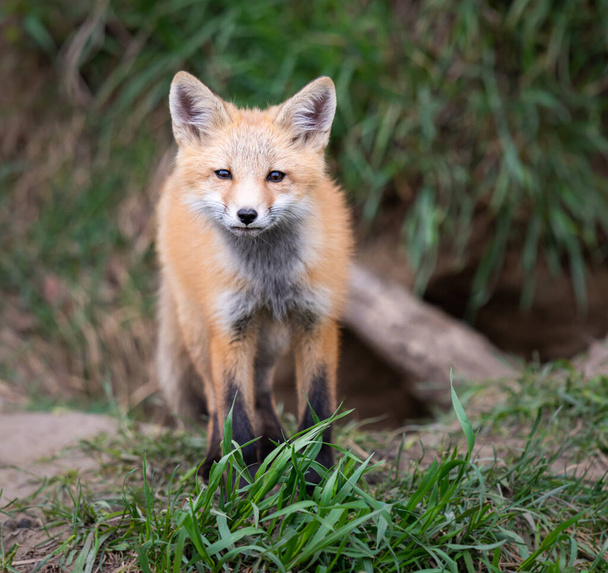 Κόκκινο κιτ αλεπού στην άγρια φύση - Φωτογραφία, εικόνα