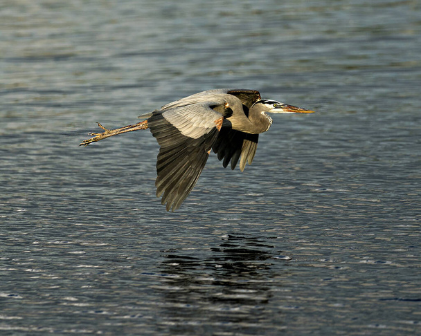 Blaureiher fliegen über Wasser mit ausgebreiteten Flügeln, blauem Federkleid, Schnabel, Auge, Beinen in seiner Umgebung und seinem Lebensraum. - Foto, Bild
