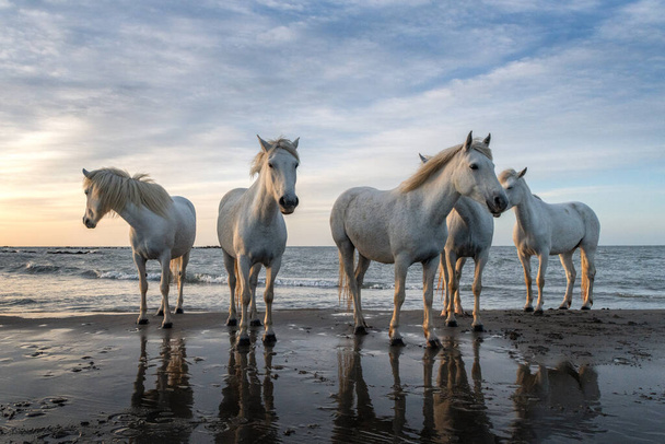 Cavalli bianchi camminano in acqua per tutto il mare in Camargue, Francia. - Foto, immagini