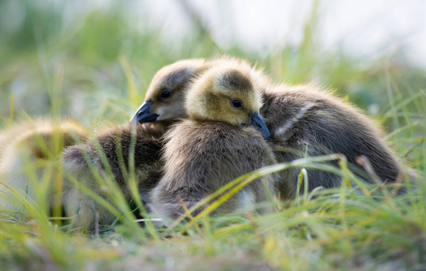 kanadanhanhi goslings luonnossa - Valokuva, kuva