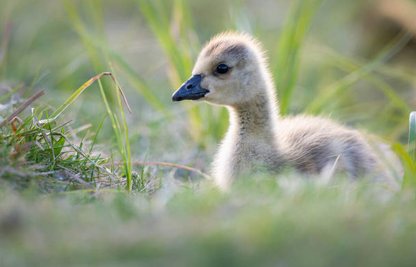 kanadanhanhi goslings luonnossa - Valokuva, kuva