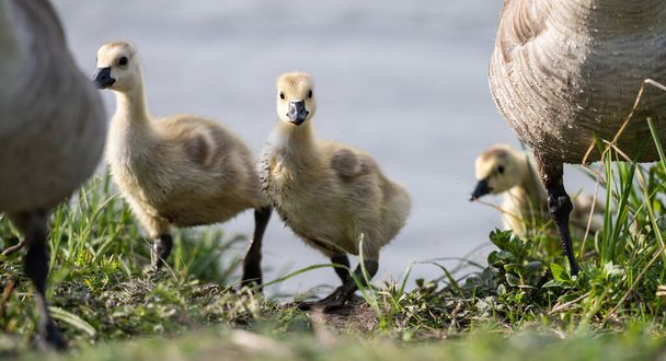 Ganso canadiense goslings en la naturaleza - Foto, Imagen