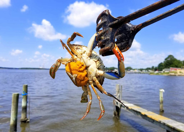 Holding a female blue crab with eggs with a clipper - Photo, Image