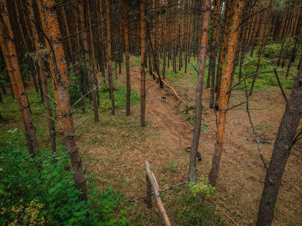 very fragrant pine forest in summer. Russian Federation. High quality photo - Foto, Bild