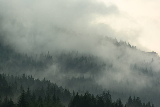 Las sosnowy w dolinie rano jest bardzo mglisty, atmosfera wygląda strasznie. Ciemny dźwięk i vintage obrazu. - Zdjęcie, obraz