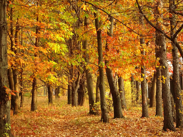 follaje rojo amarillo caído entre los árboles de otoño en el fondo del parque de otoño, enfoque selectivo. Foto de alta calidad - Foto, imagen