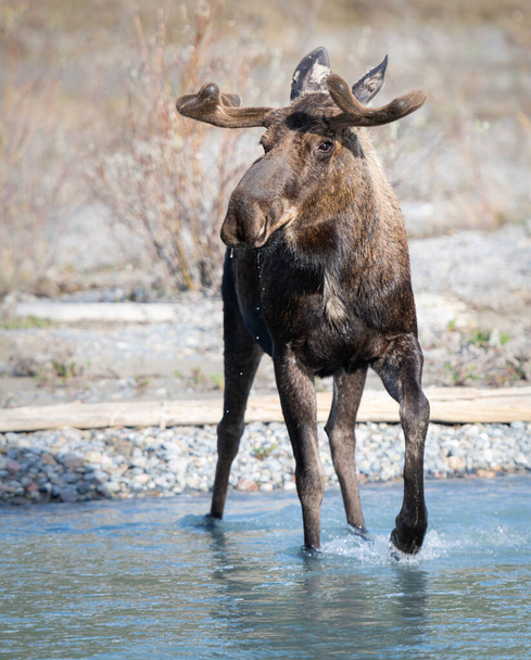 Moose in het voorjaar - Foto, afbeelding