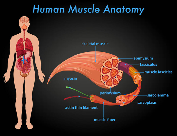 Menselijke spier anatomie onderwijs illustratie - Vector, afbeelding