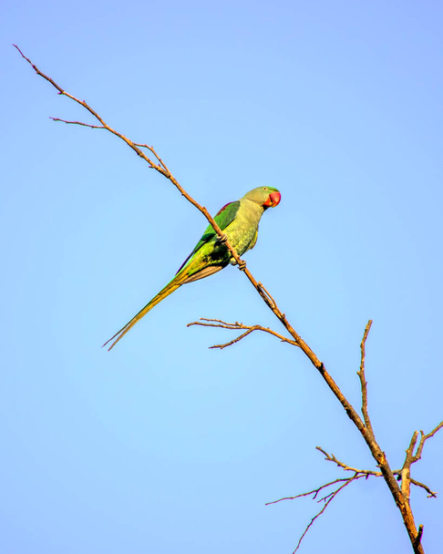 Indian ring-necked parakeet(Psittacula krameri) parrot sitting on dry tree branch with clesar blue sky background. - Photo, Image