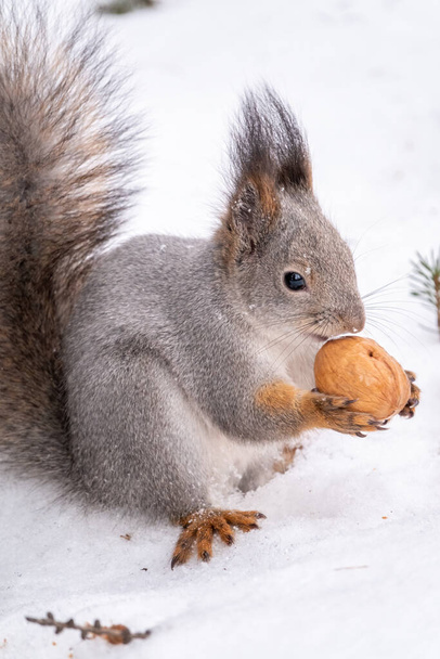 The squirrel sits on white snow with nut in winter. Eurasian red squirrel, Sciurus vulgaris. Copy space background - Valokuva, kuva