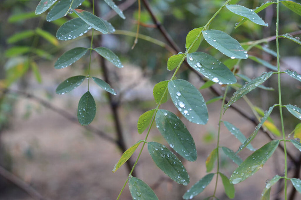 Grüne Akazienblätter mit Regentropfen. Wassertropfen. Nahaufnahme. Unfokussiert - Foto, Bild