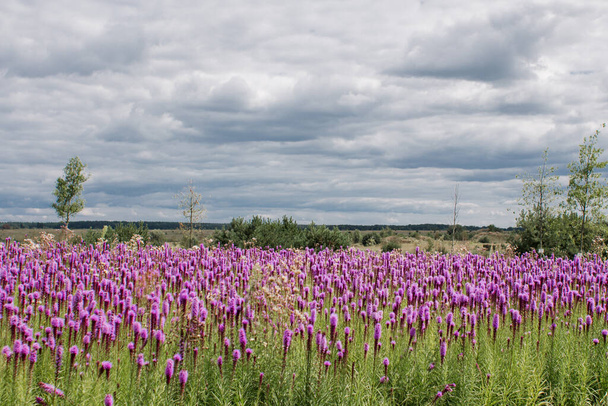 beautiful field of purple flowers on clear day - Фото, зображення
