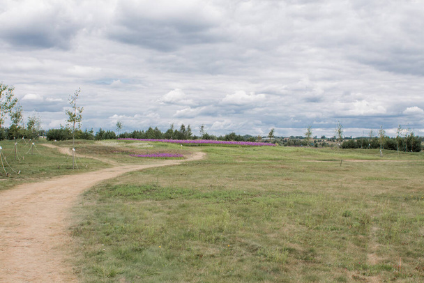 road in green meadow in a field - 写真・画像