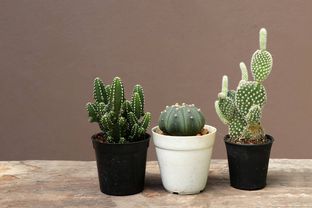 Tři mini kaktusy v malém černém hrnci na dřevěné podlaze a hnědém pozadí. Je to šťavnatá rostlina s hustým, masitým stonkem, který obvykle nese páteř, bez listů. - Fotografie, Obrázek