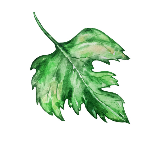 水彩緑の孤立した大きな葉のブドウ - 写真・画像