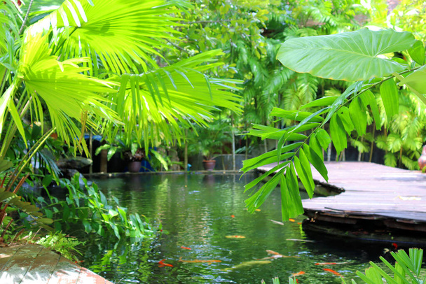 Δάσος βροχής, καλύβα στον κήπο στην Ασία, την Ταϊλάνδη, φυτικό υπόβαθρο - Φωτογραφία, εικόνα