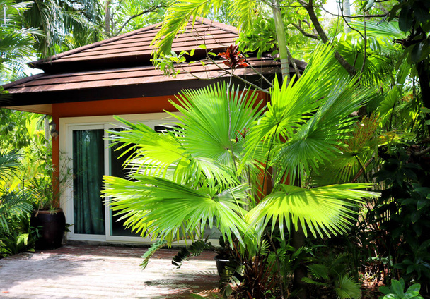 Forêt tropicale, cabane de jardin en Asie, thailand, arrière-plan végétal - Photo, image