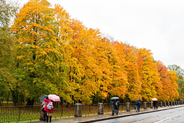 People walking on the sidewalk with umbrellas, against the background of the Avenue of autumn Park. Autumn season. - Photo, Image