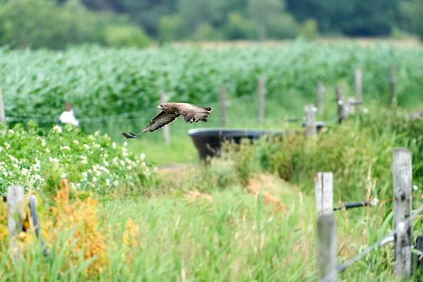 One common buzzard, buteo buteo, on spring field, one buzzard with spread wings taking, place for text - Photo, Image
