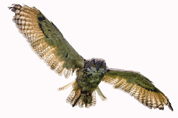 Eagle owl mířící k fotoaparátu - Fotografie, Obrázek