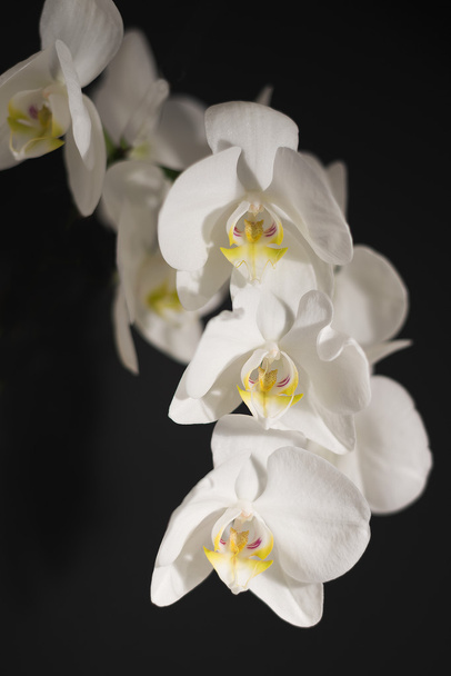 Cabezas de flores de orquídea blanca en negro
 - Foto, Imagen