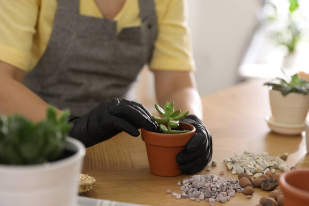 Woman potting succulent plant on wooden table at home, closeup. Engaging hobby - Foto, afbeelding