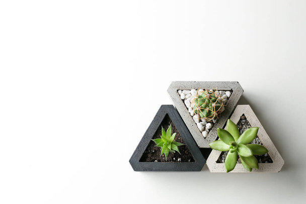 Succulent plants and cactus on white table, flat lay. Space for text - 写真・画像