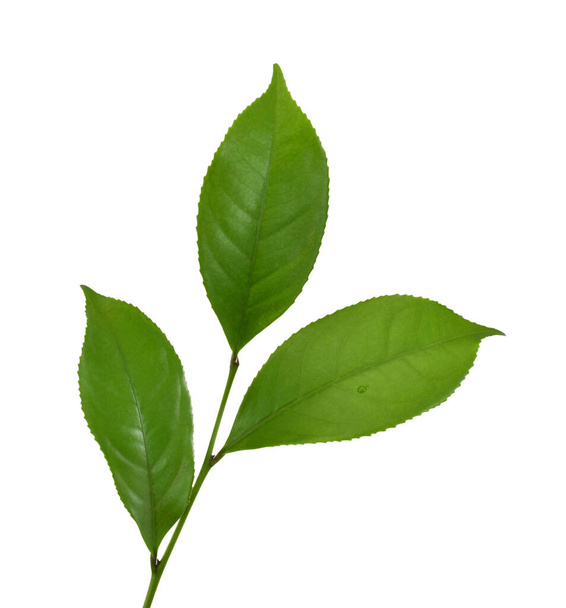 Свежий зеленый чай листья (Camellia sinensis) изолированы на белом фоне - Фото, изображение