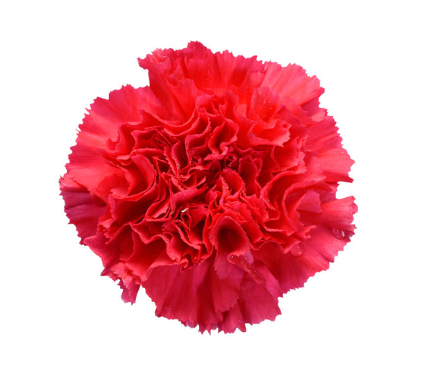 красивый красный гвоздичный цветок на белом фоне - Фото, изображение