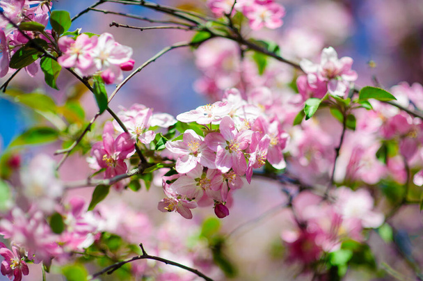 Spring blossom: branch of a blossoming apple tree on garden background - 写真・画像
