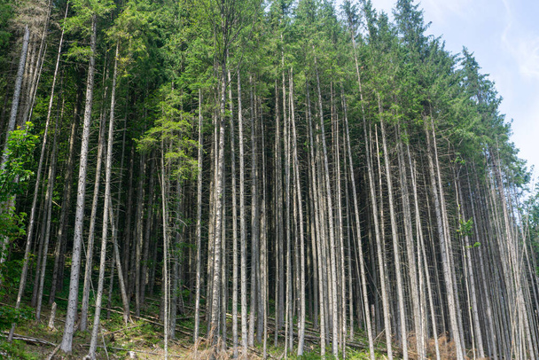 La Reserva Natural Gorgany es una región montañosa de los Cárpatos única. Bosques de Cárpatos Piedra de pino (Pinus cembra) - Foto, imagen