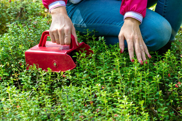 Жінка зі спеціальним пристроєм збирає журавлину в кінці літа
 - Фото, зображення