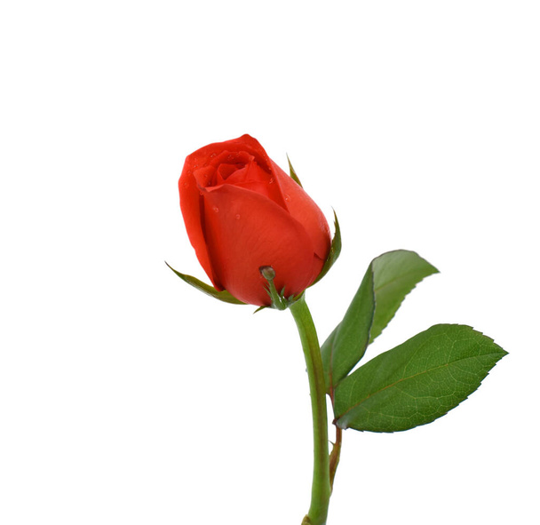 όμορφο κόκκινο τριαντάφυλλο λουλούδι απομονώνονται σε λευκό φόντο - Φωτογραφία, εικόνα