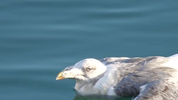 Поранена чайка в морі
 - Кадри, відео