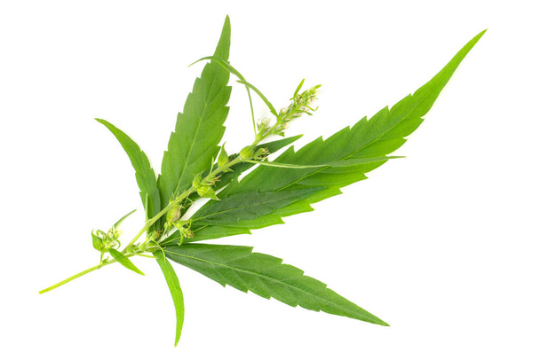 Hoja de cannabis y ramas de flores cortadas sobre fondo blanco. Listo para colocar en maquetas - Foto, Imagen