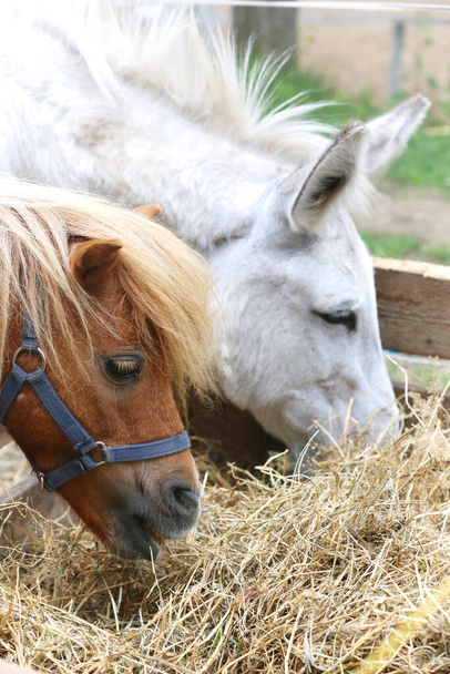 Cavallo pony che mangia fieno nel recinto estivo tra il fieno che è stato disposto per mangiare - Foto, immagini