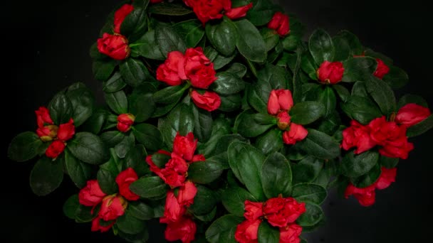 Blooming rhododendron flowers. Stop motion. Red flowers of rhododendron a black background. - Footage, Video
