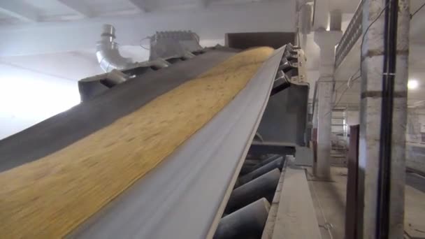 El grano se mueve a lo largo de una cinta transportadora. El trigo se transporta al secado y molienda en el molino. El trigo se muele en harina. Grano de trigo en el transportador. Granero en un molino de harina - Imágenes, Vídeo