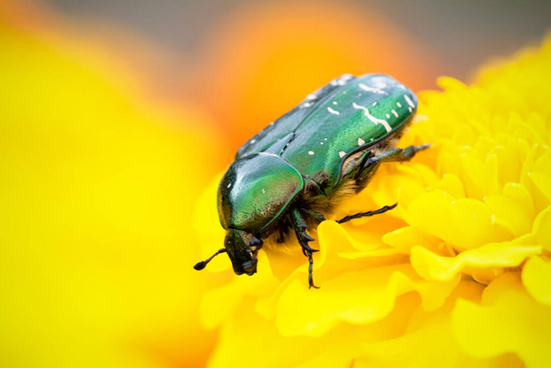 Chafer on the marigold flower head close up. - 写真・画像