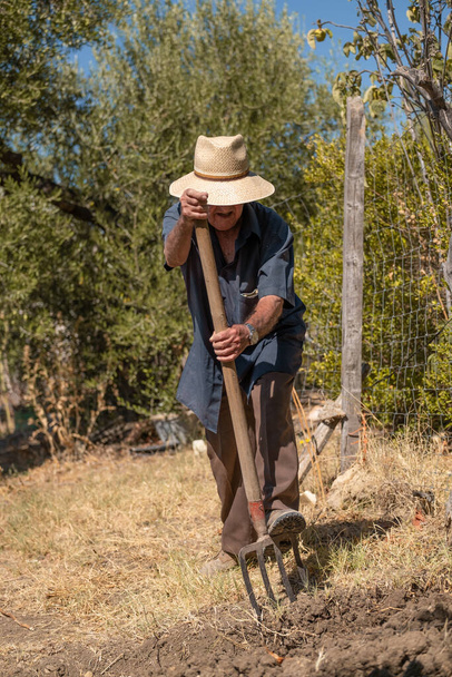 Vanhempi mies olkihatussa ja kirkkaan sininen pitkä paita kyntämässä käsin pellolla talikolla - Valokuva, kuva