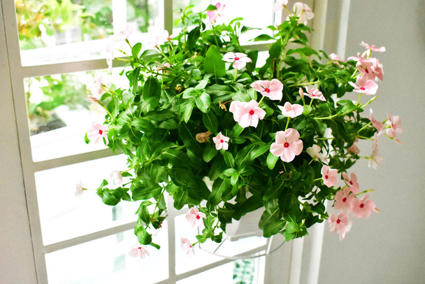 Gyönyörű pasztell rózsaszín Periwinkle virágok a napfény reggel, virágok az ajtó / ablakok, otthoni dekoráció, szüret - Fotó, kép
