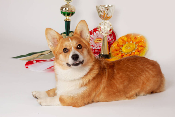 Cute Welsh Corgi Pembroke dog lying with dog show caps and trophies background, looking to the camera and smiling. Pretty pet of ginger and white color, adorable eyes and face expression. Copy space. - Foto, immagini