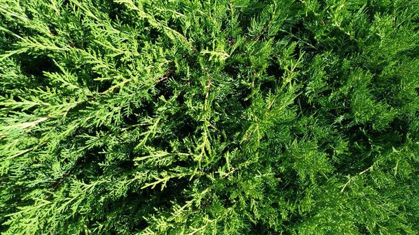 Plant from the genus of gymnosperms - thuja - Photo, Image