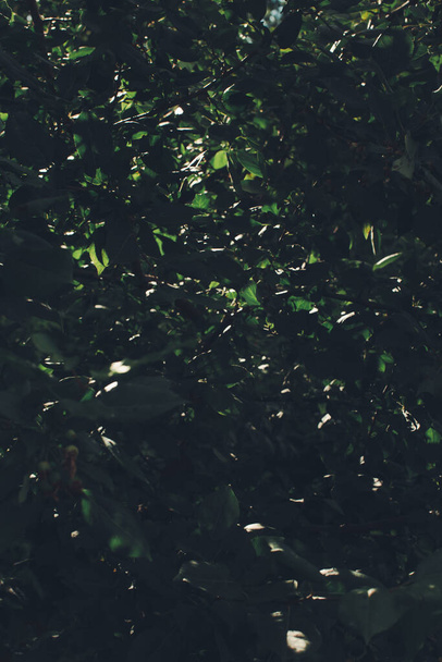 Dark green leaves, abstract natural background,nature leaf texture - Valokuva, kuva