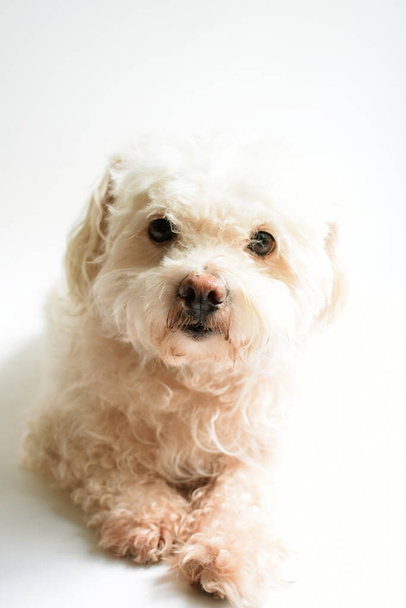 Niedlicher weißer Welpe / Hund / Haustier drinnen, weißer Hintergrund, zu Hause süßes Zuhause, schön, Liebe, Familie, Hundebaby, lächelnder Hund - Foto, Bild