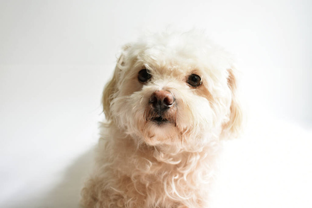 Cãozinho branco bonito / cachorro / animal de estimação interior, fundo branco, lar doce lar, adorável, amor, família, cachorro bebê, cão sorridente - Foto, Imagem